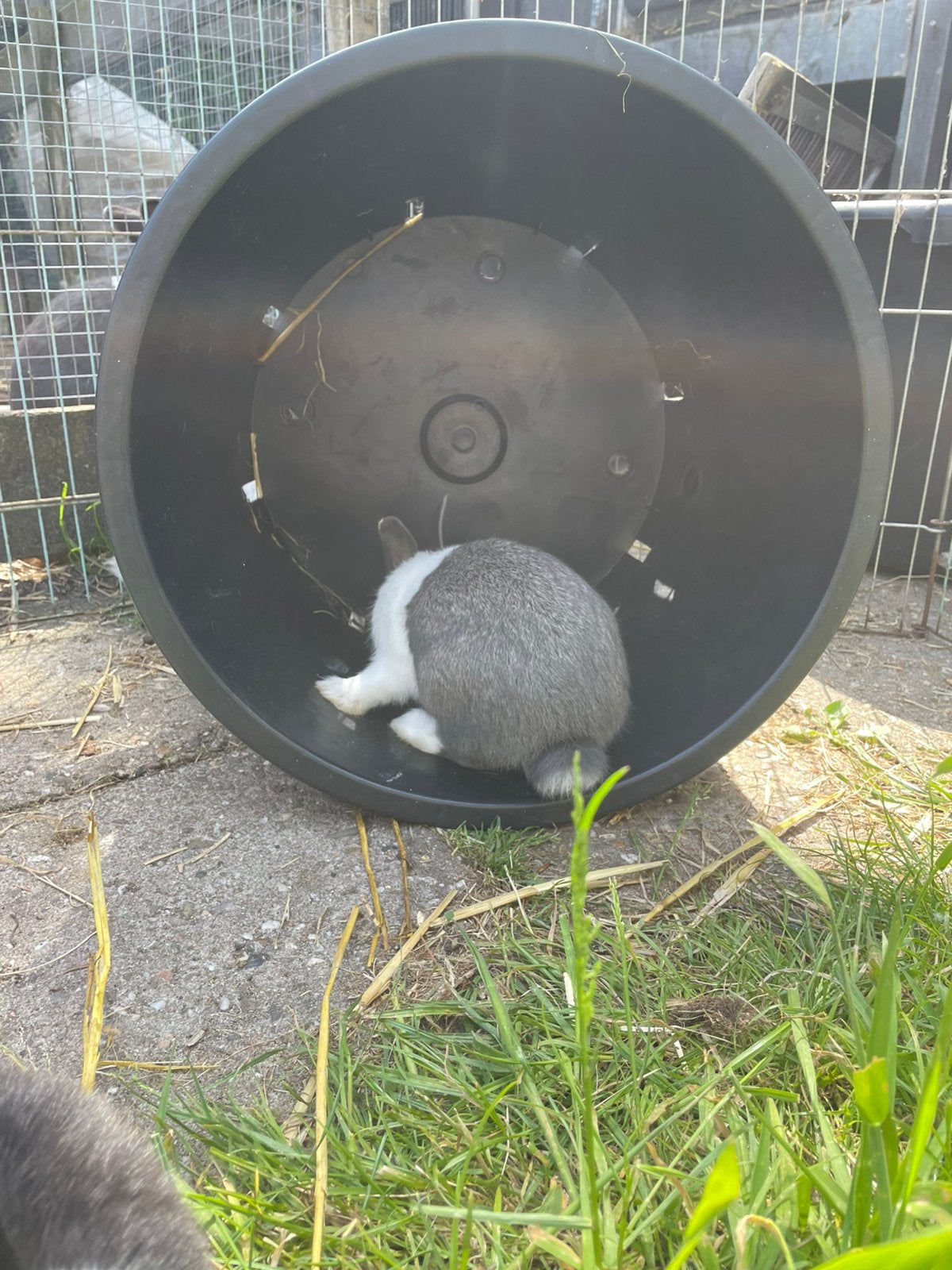 Mooie hollander konijntjes, Meerdere dieren, Klein, 0 tot 2 jaar