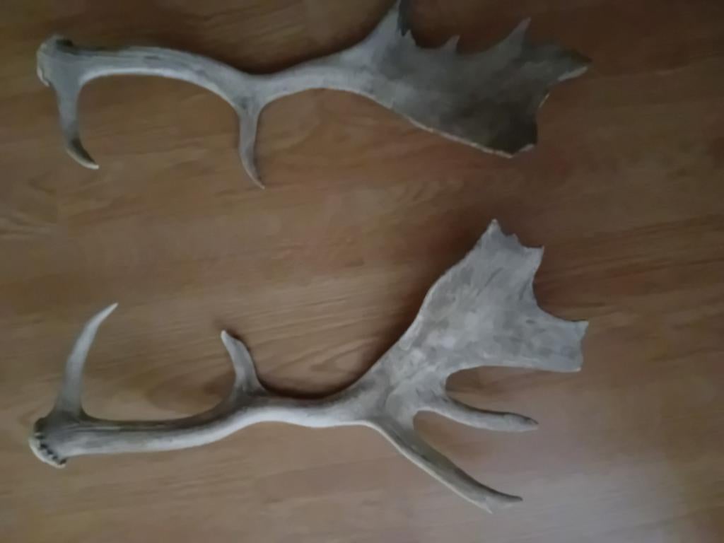 Hertenstangen - Gewei Decoratie (6 stuks), Gebruikt, Ophalen of Verzenden, Landelijk, Natuurlijk materiaal