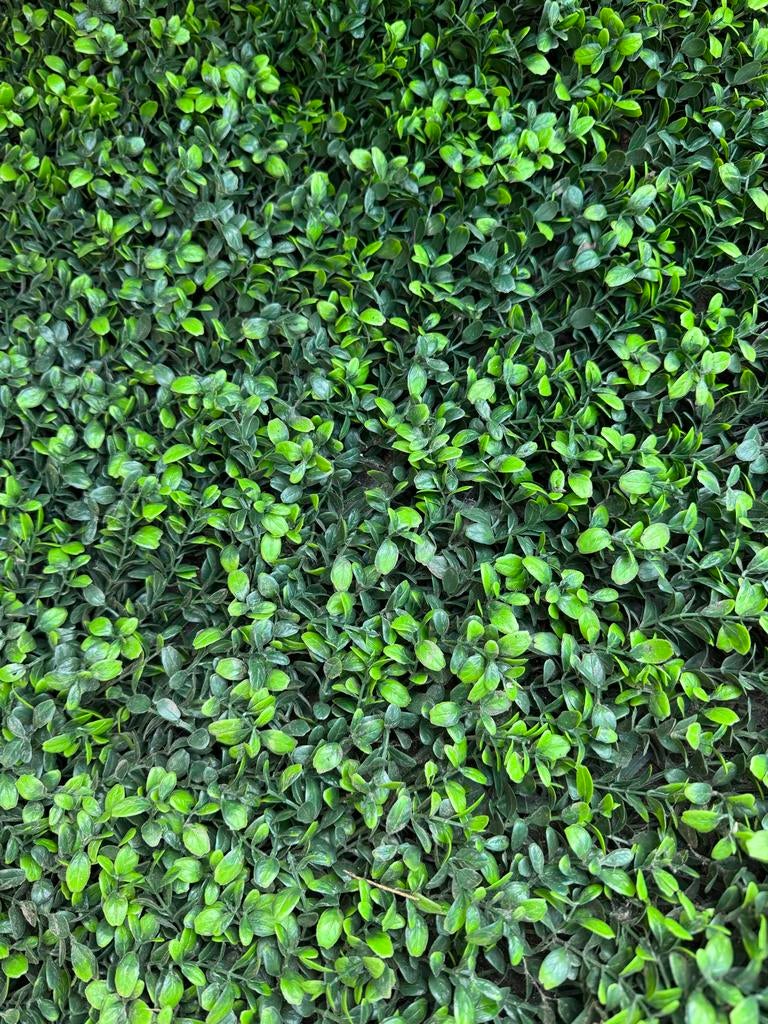 Buxus Japonicus Kunsthaag 50x50cm – Dichte High Density, Ophalen, Bloeit niet, Overige soorten, Volle zon