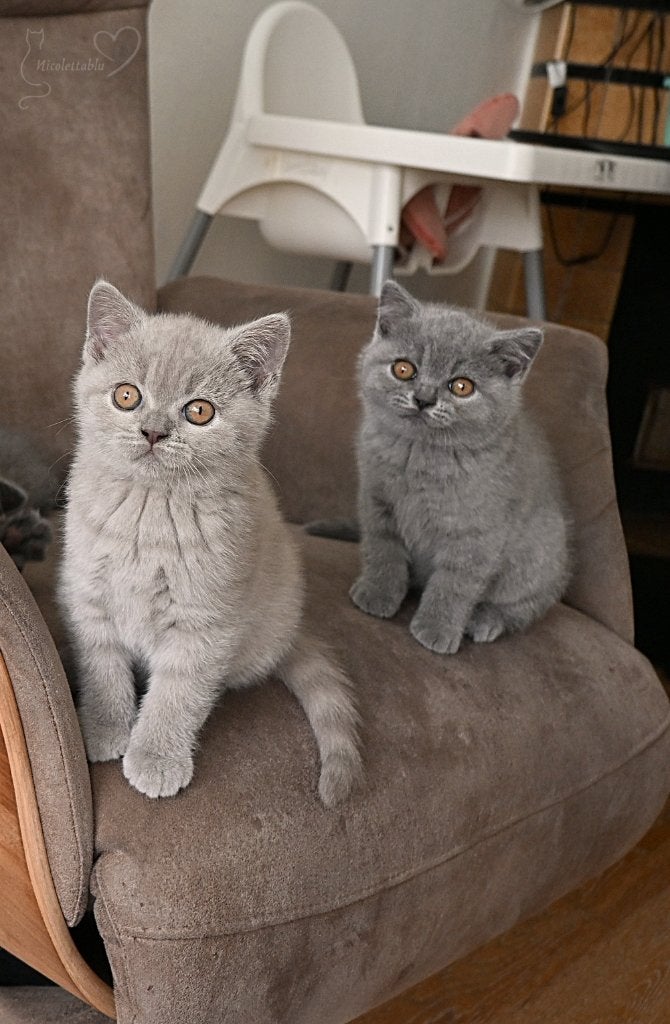 Britse korthaar katten, Poes, Met stamboom, 0 tot 2 jaar