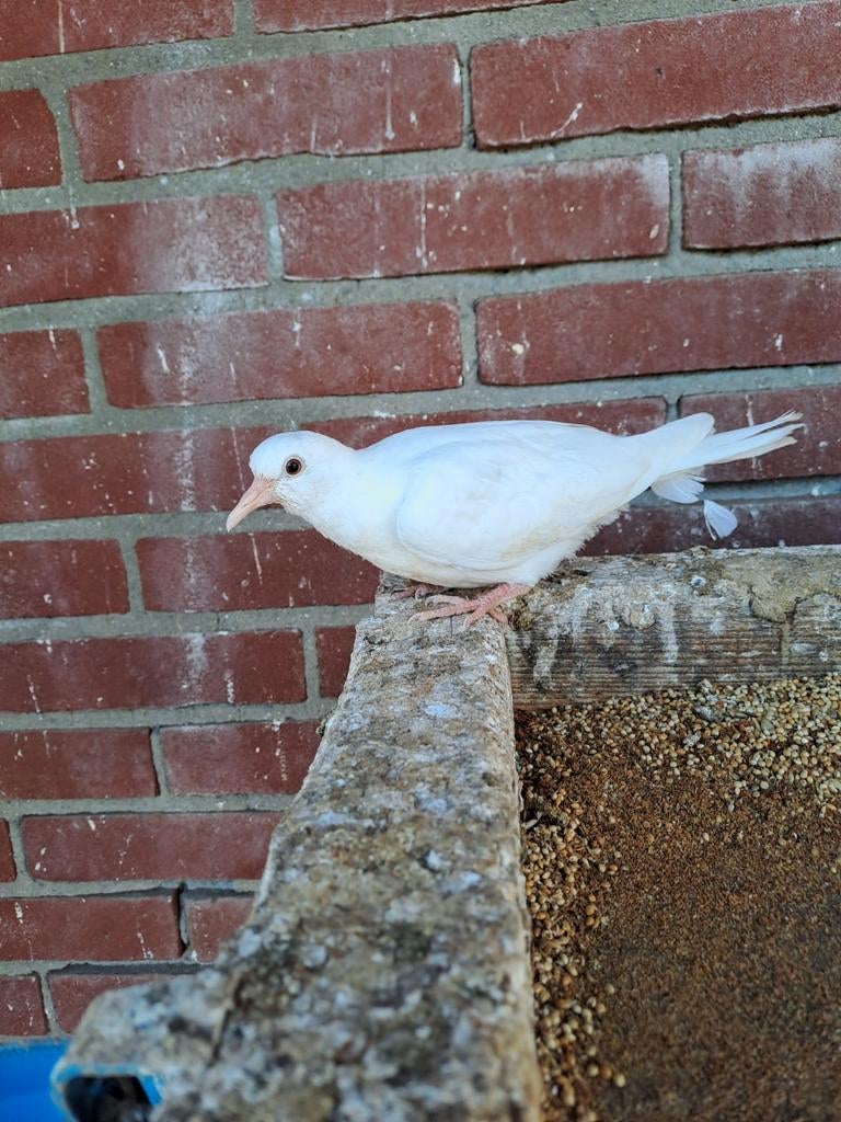 Jonge tortelduifje / lachduifje, Dieren en Toebehoren, Meerdere dieren, Overige soorten