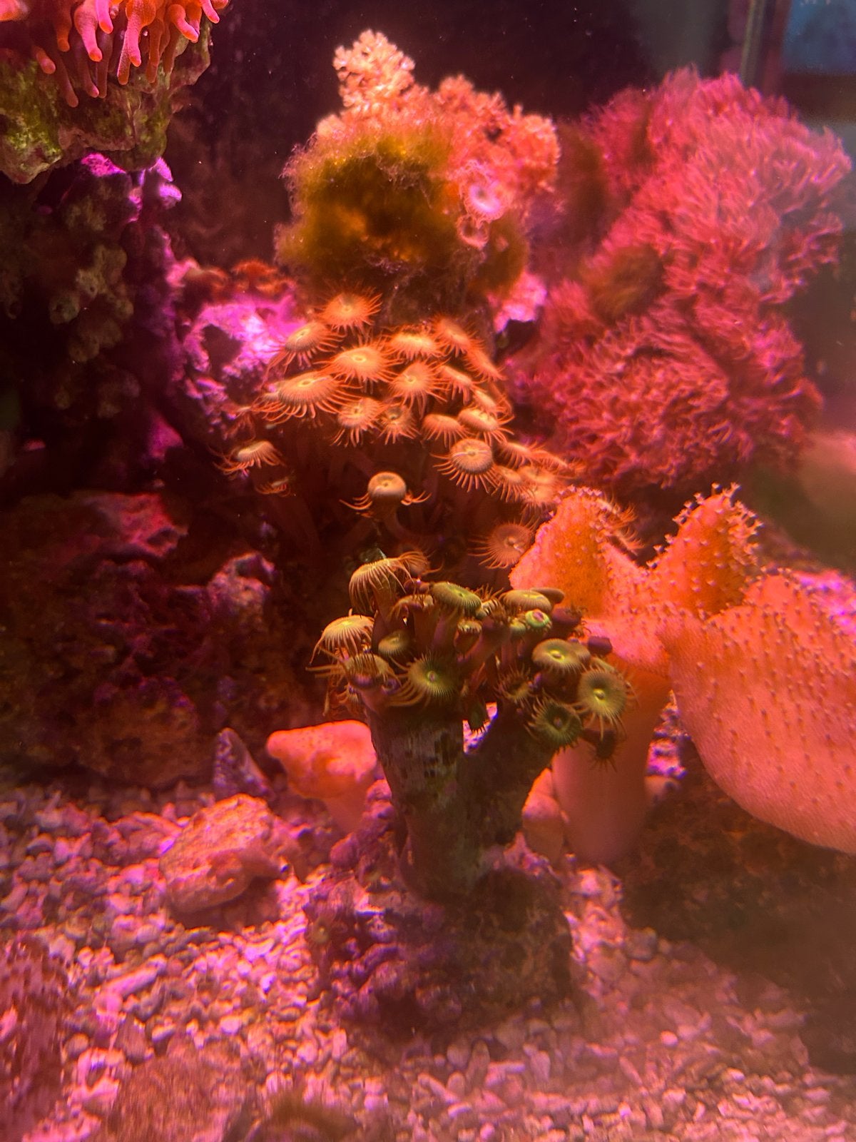 Palythoas koraal, Dieren en Toebehoren, Overige typen