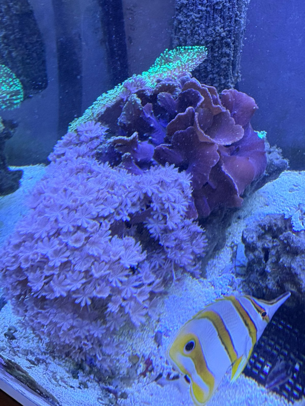 Levend steen met koralen, Dieren en Toebehoren, Vissen | Aquariumvissen, Overige typen, Zoutwatervis