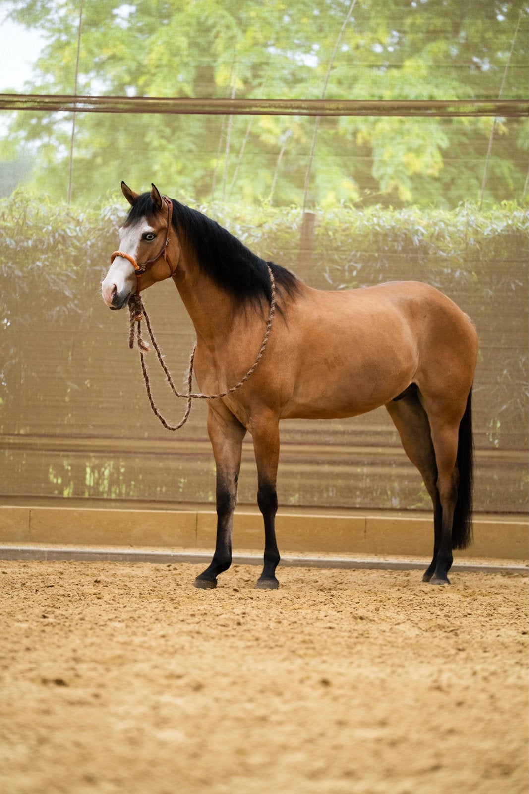 Prachtige 6 jarige paint horse Ruin, Dieren en Toebehoren, Paarden, Ruin, Recreatiepaard