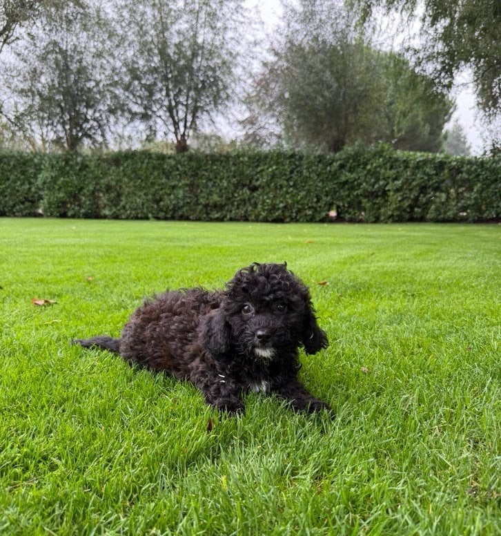 Boomer x Poedel (Boompoo) pups, Dieren en Toebehoren, Poedel, Nederland, CDV (hondenziekte), 8 tot 15 weken