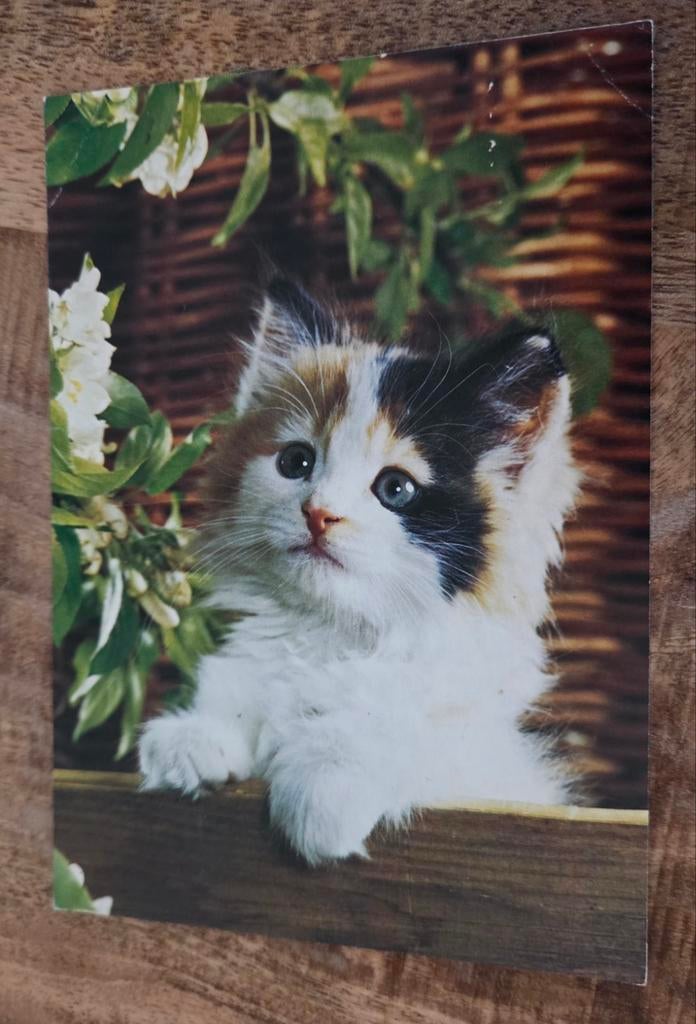 Mega schattige kitten - ANSICHTKAART, Verzenden, 1980 tot heden, Gelopen, Hond of Kat