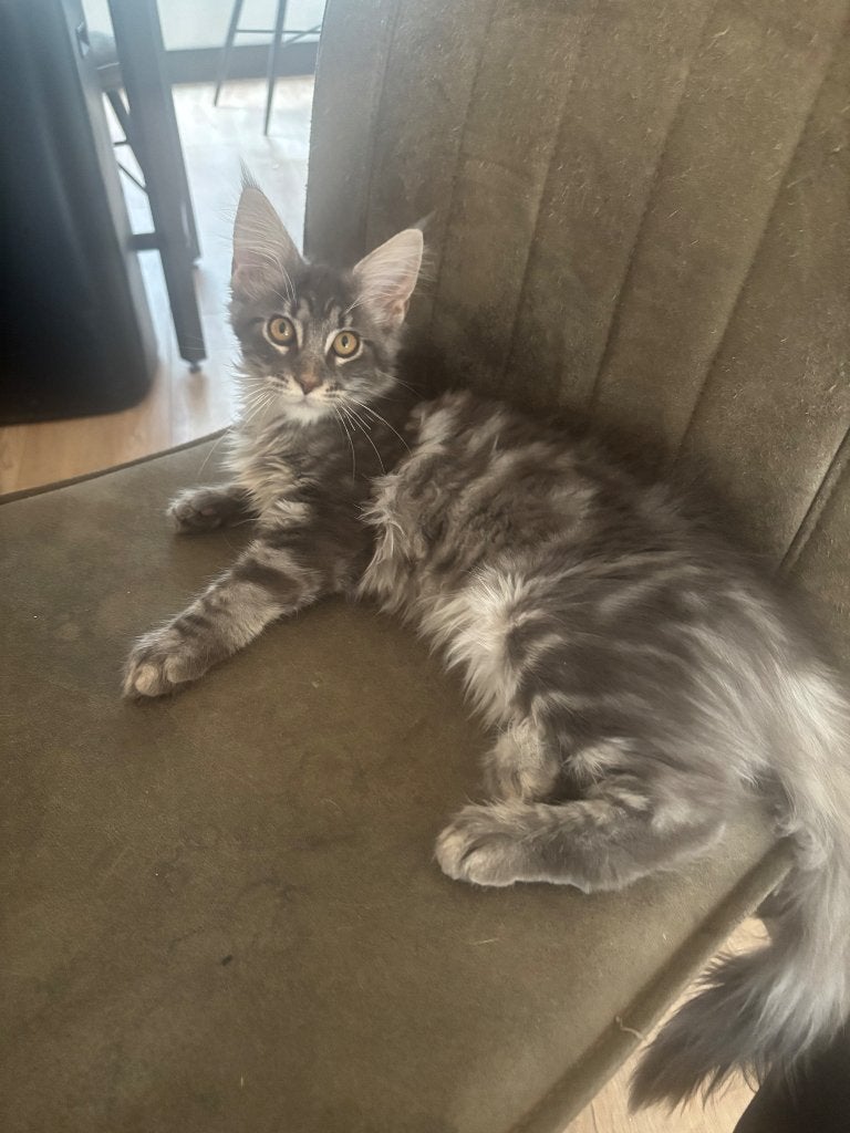 Mainecoon kittens, Meerdere dieren, Gechipt, 0 tot 2 jaar