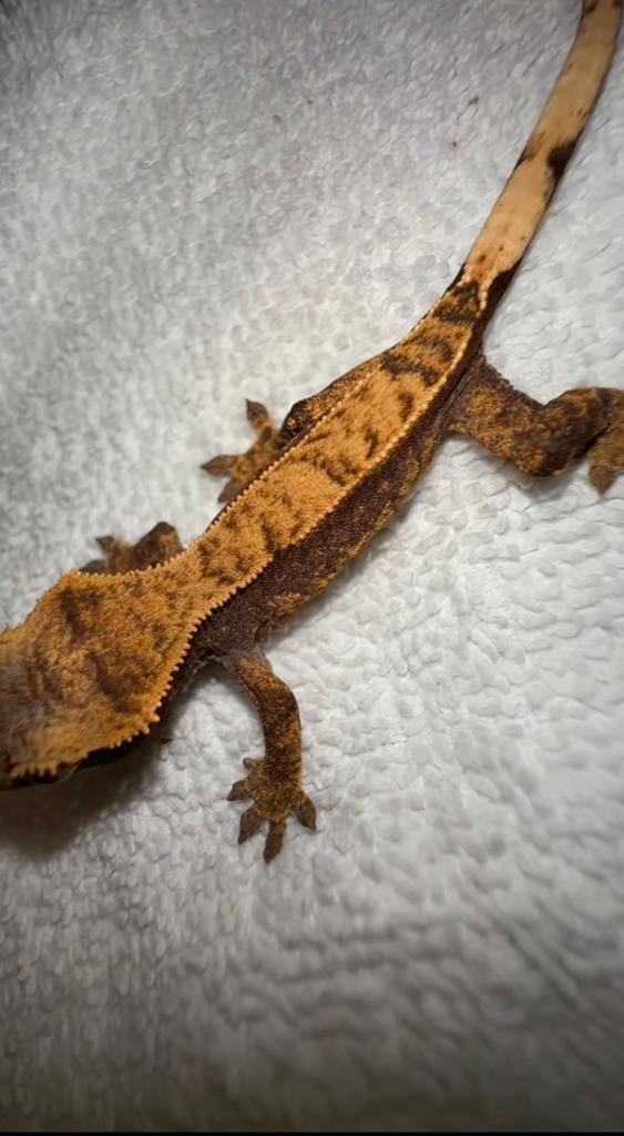 Wimpergekko baby Crested Gecko - unknown for sale from CrestieDragons
