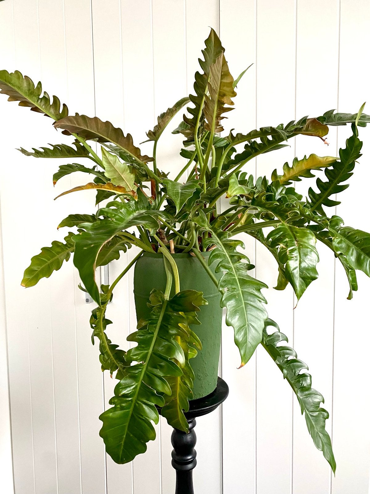 Prachtige grote Philodendron Narrow, Huis en Inrichting, Kamerplanten, 100 tot 150 cm, Overige soorten, In pot, Groene kamerplant