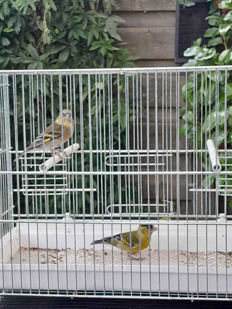 Amerikaanse Baardsijs, Dieren en Toebehoren, Mannelijk, Geringd