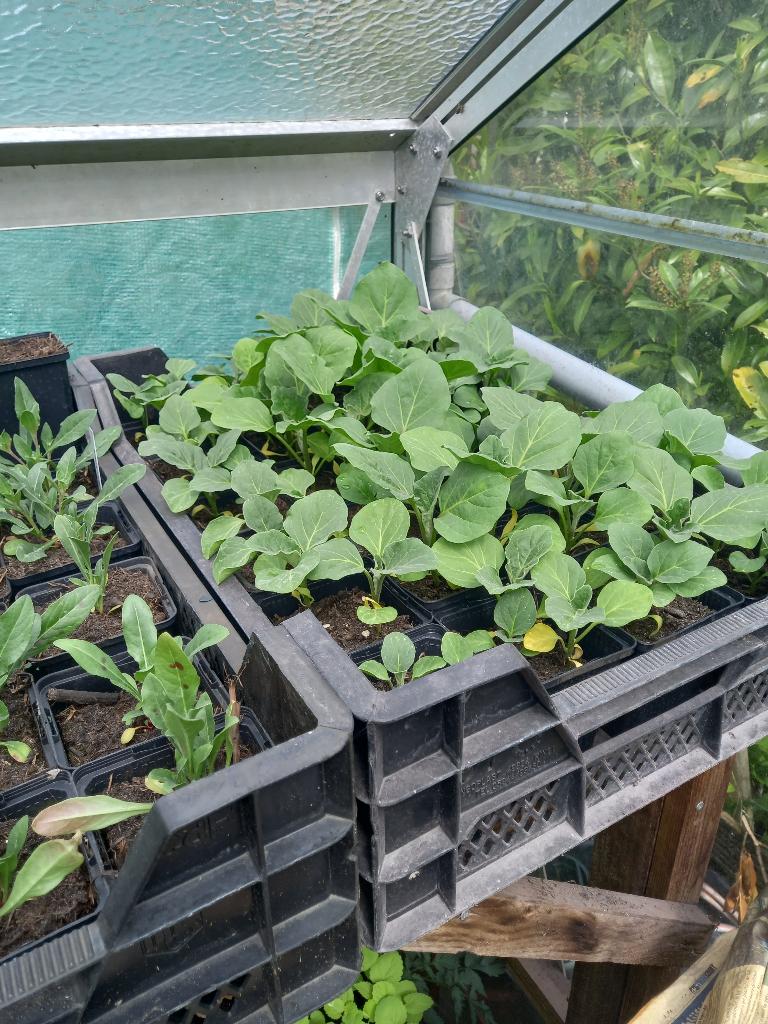 aubergine planten, Ophalen, Eenjarig, Overige soorten, Volle zon