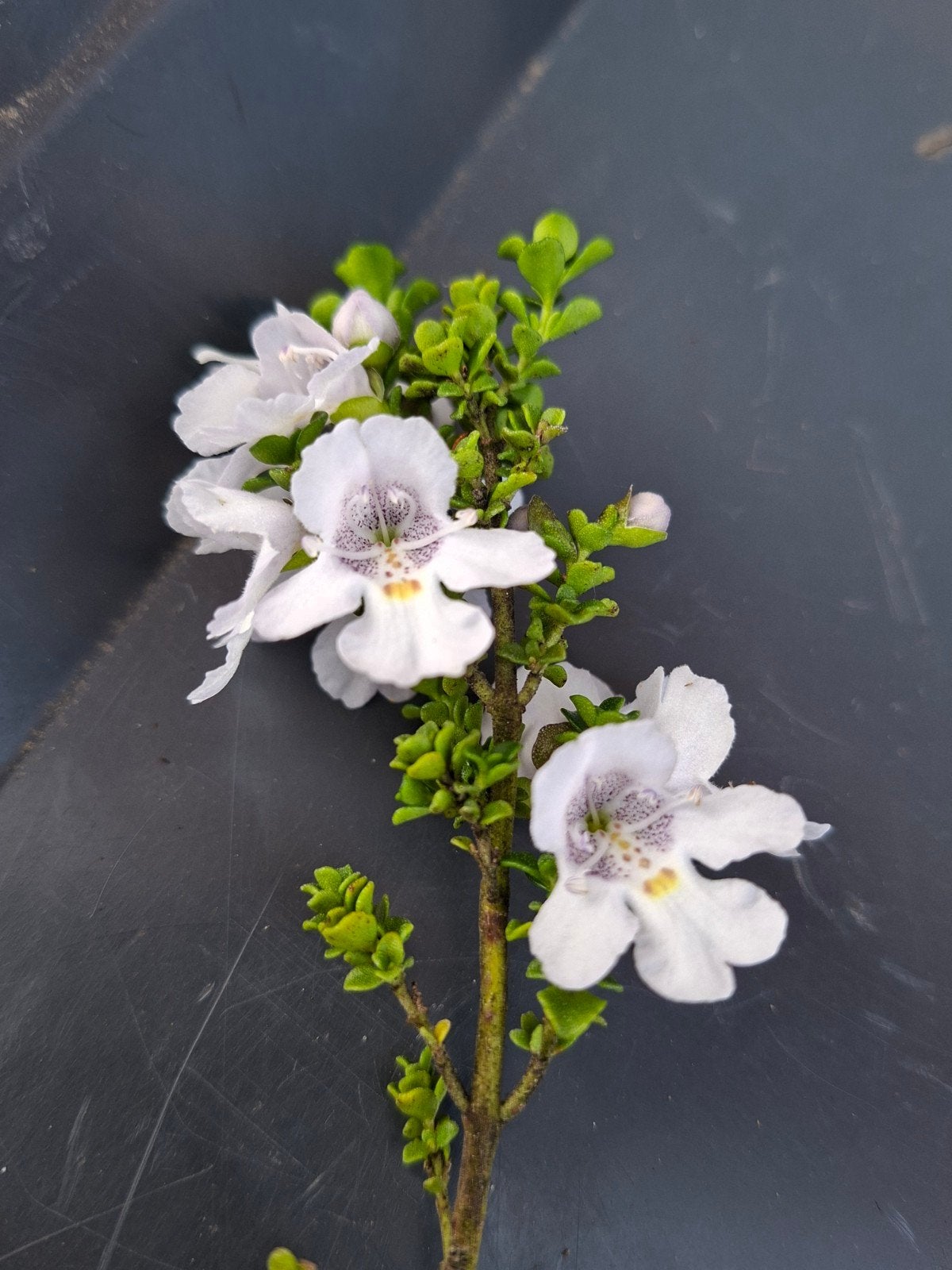 muntstruik (prostanthera cuneata), Ophalen of Verzenden, Overige soorten, Minder dan 100 cm