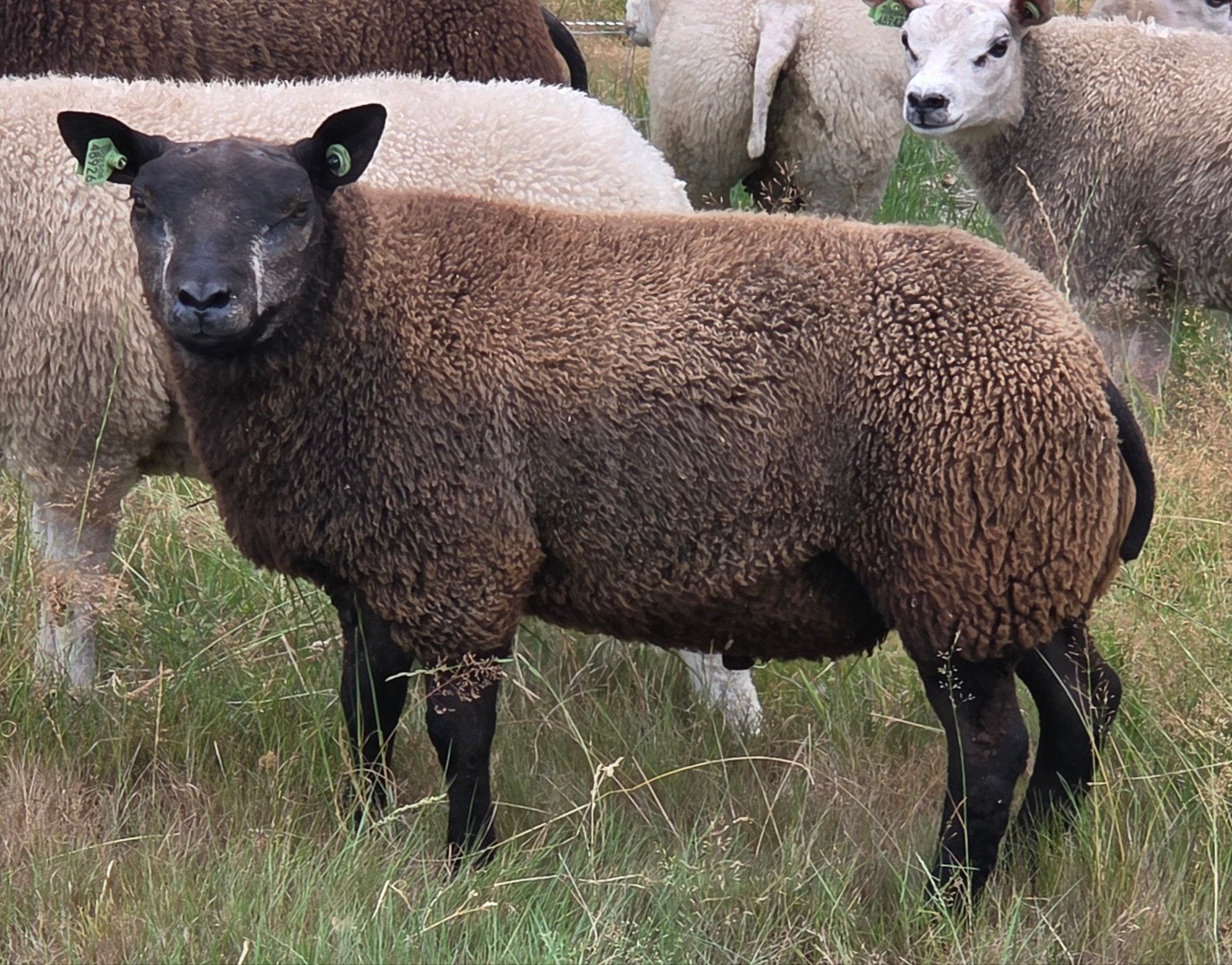 Te koop beste blauwe texelaar ramlam, Mannelijk, Schaap
