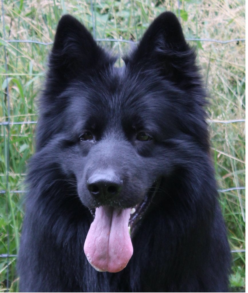Zwarte Oudduitse Herder dekreu ter dekking, Dieren en Toebehoren, België, Reu, Eén hond, 3 tot 5 jaar