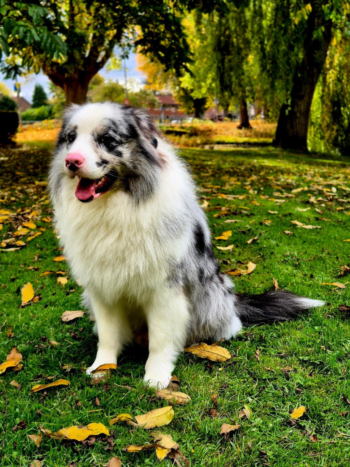 dekreu australian shepherd australische herder bleu merle, Dieren en Toebehoren, Reu, Eén hond, 3 tot 5 jaar, Herder
