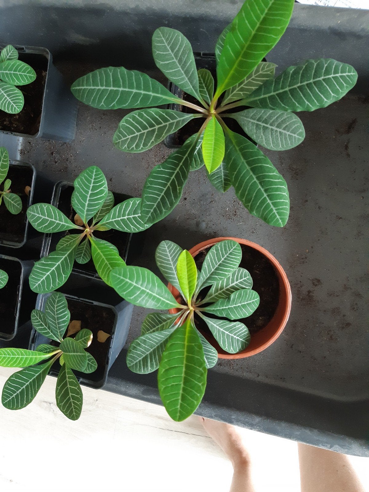 Madagascar jewel stekjes, Huis en Inrichting, Kamerplanten, Ophalen, Halfschaduw, Minder dan 100 cm