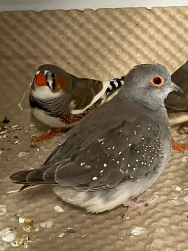 Diamantduifje, Dieren en Toebehoren, Vogels | Overige Vogels, Vrouwelijk