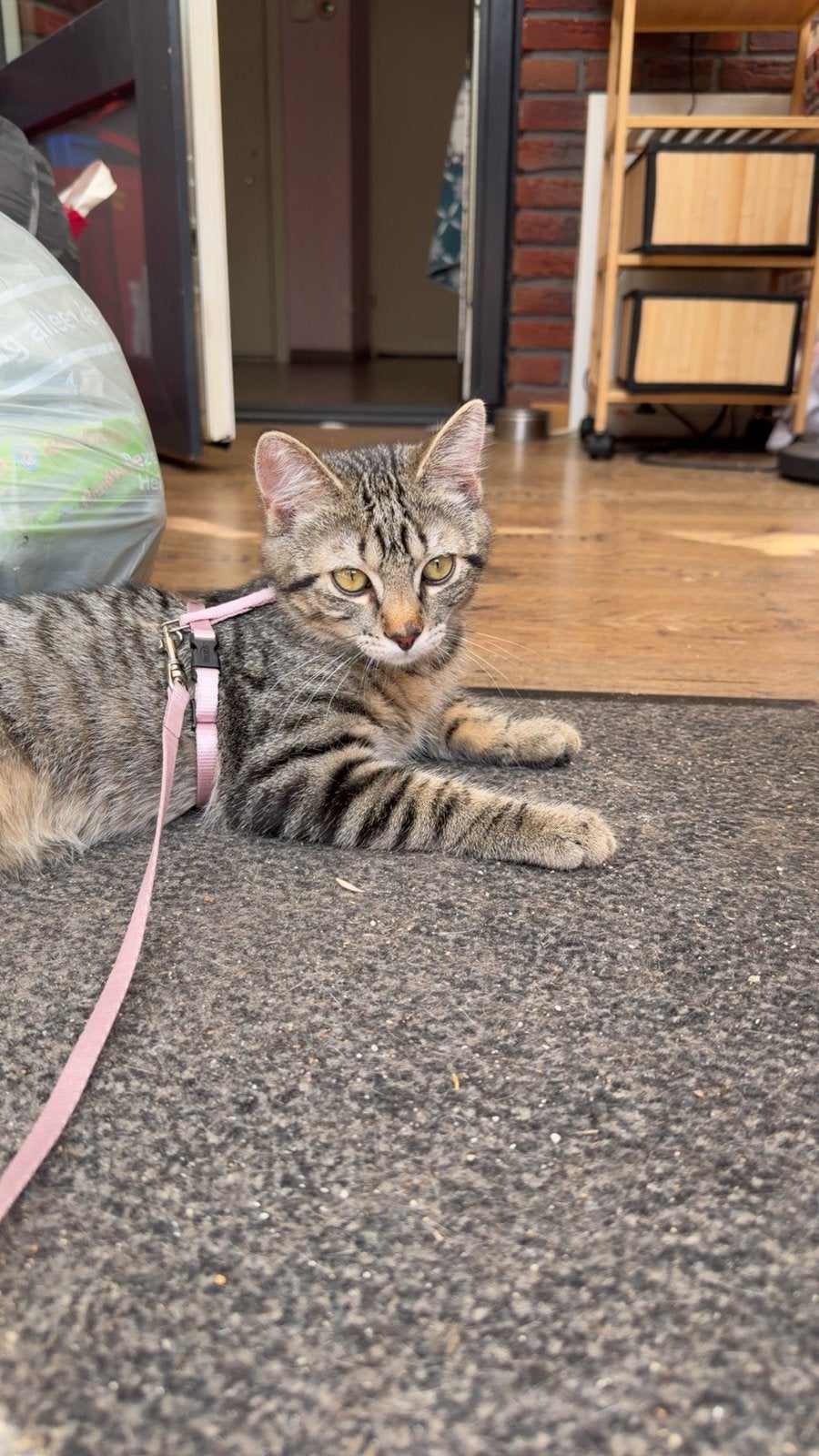 Kitten, Kater, Kortharig, 0 tot 2 jaar