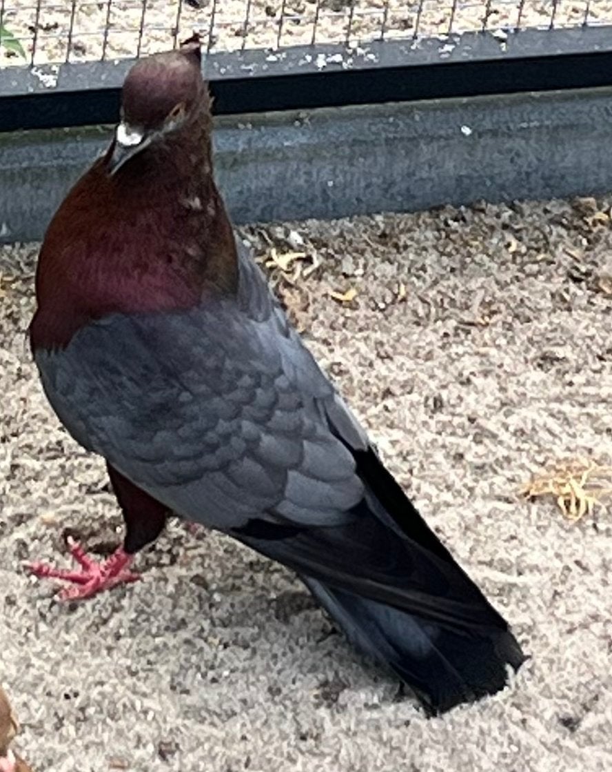 Vinkduiven, Dieren en Toebehoren, Vogels | Duiven, Geslacht onbekend, Overige soorten