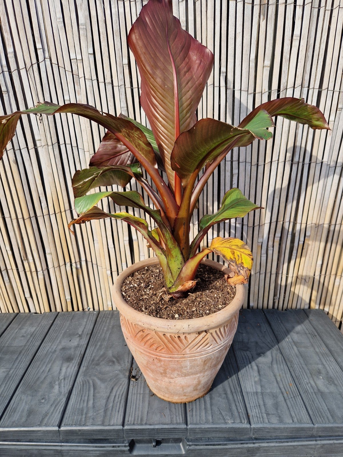 Ensete Ventricosum 'Maurelli' - Vorstvrij Overwinteren, Tuin en Terras, Volle zon, Vaste plant, Bloeit niet, Ophalen