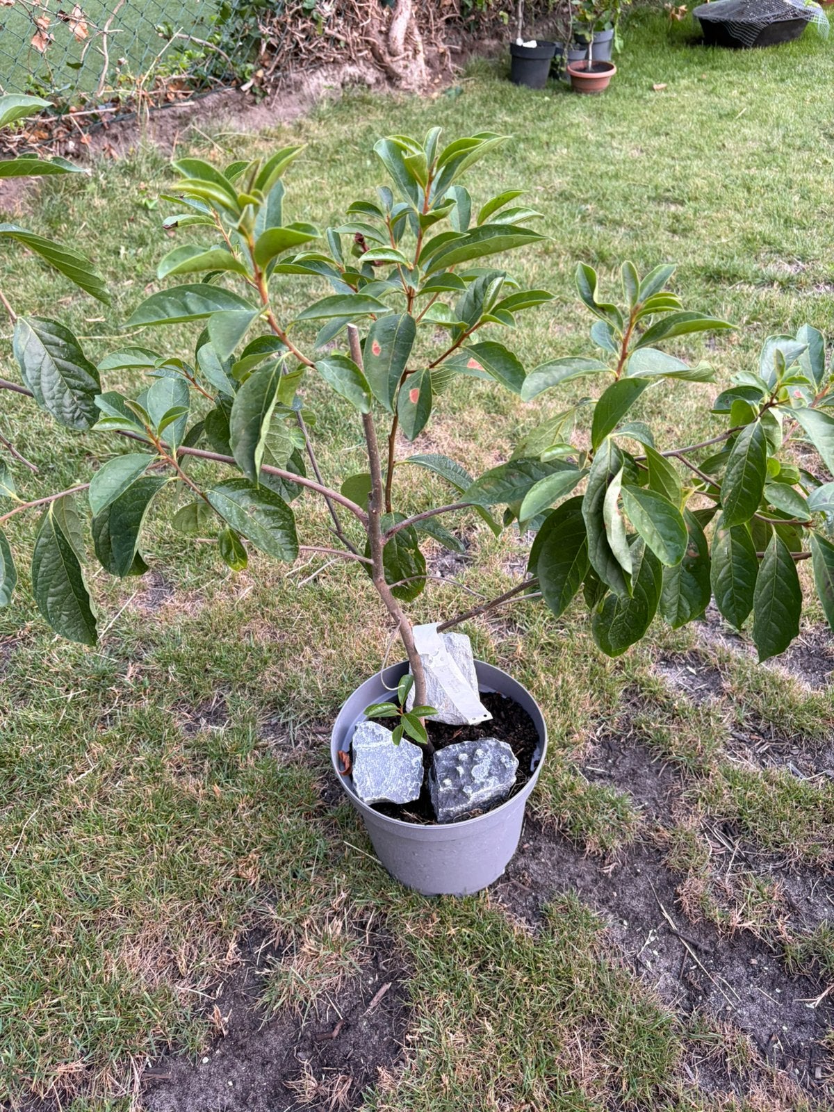 Kaki - Diospyros Kaki, Ophalen, Overige soorten