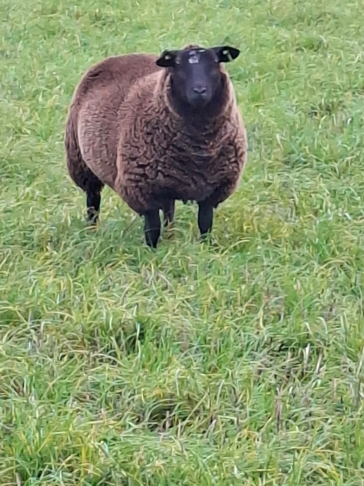 Zwarte / bonte ooien, Dieren en Toebehoren