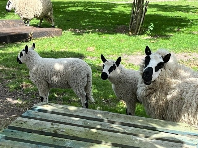 Te koop: Kerry Hill ram, Mannelijk, Schaap, 0 tot 2 jaar