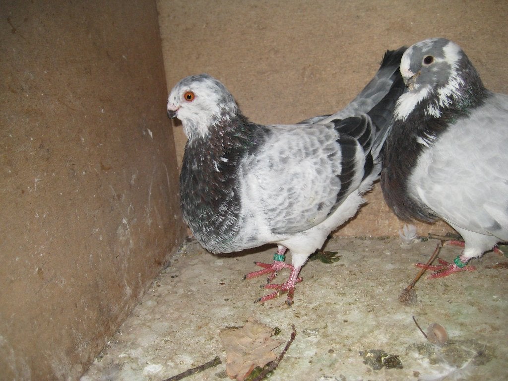 Balear kroppers, Meerdere dieren, Kropper