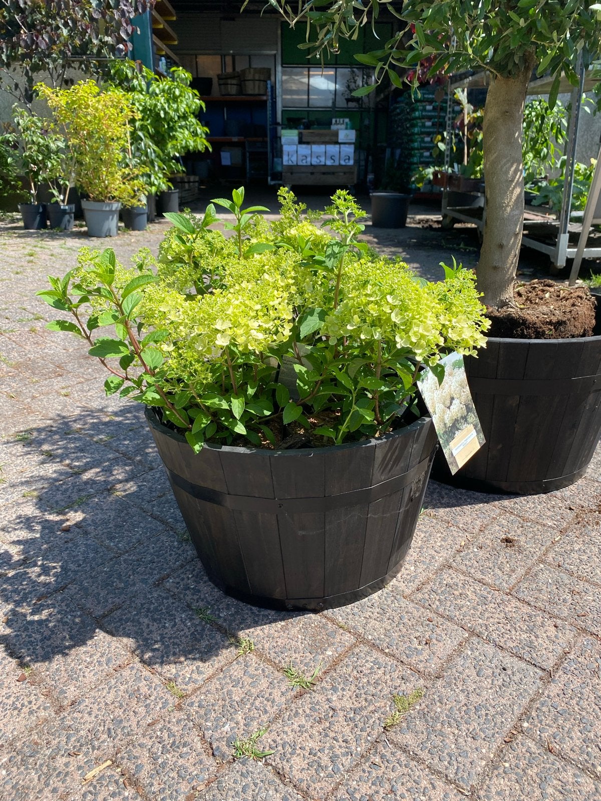 Hortensia 'Bobo' in pot - Compacte en rijkbloeiende plant, Tuin en Terras, Planten | Tuinplanten, Vaste plant, Halfschaduw, Zomer