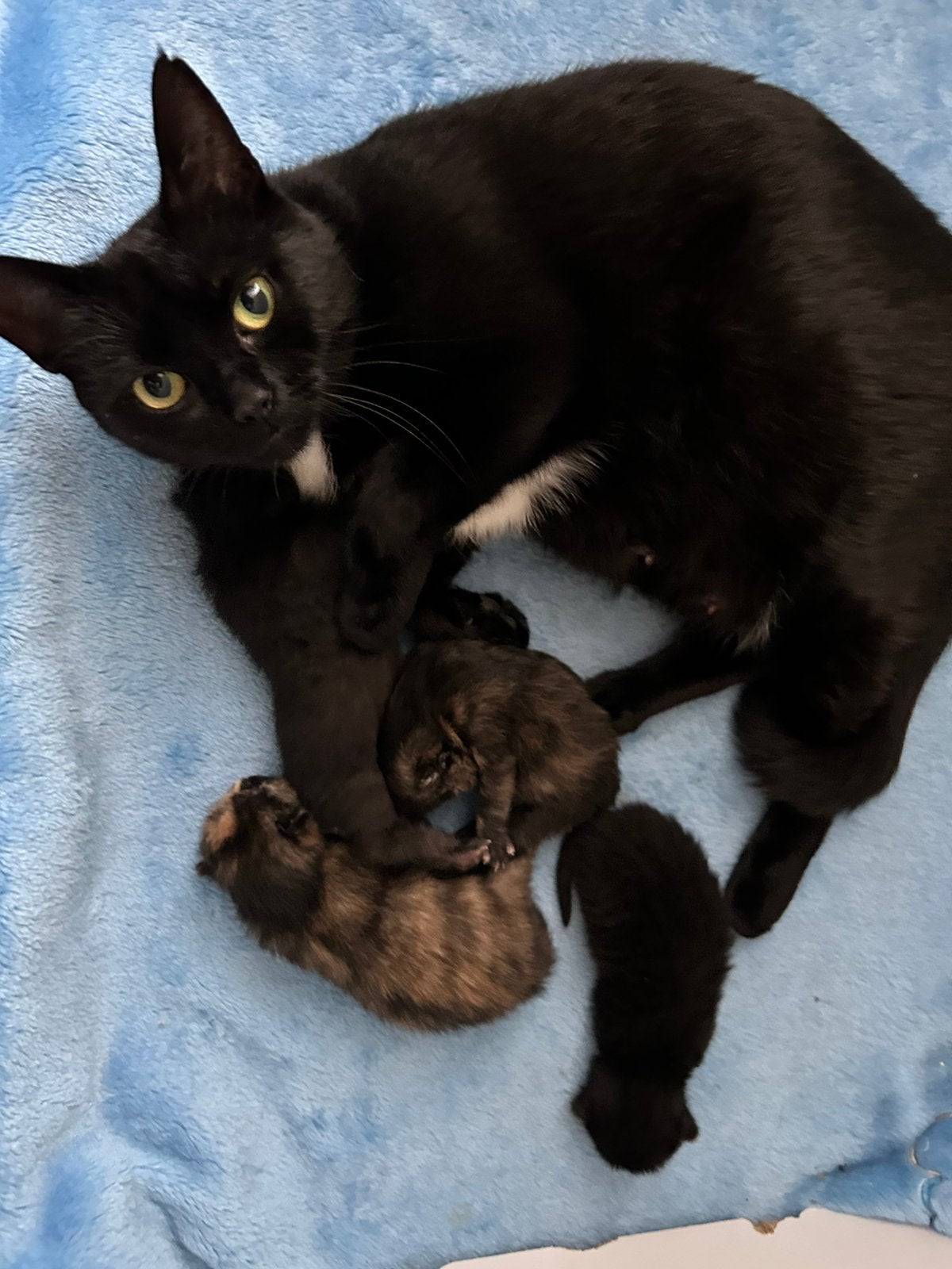 Te koop, Dieren en Toebehoren, Kater