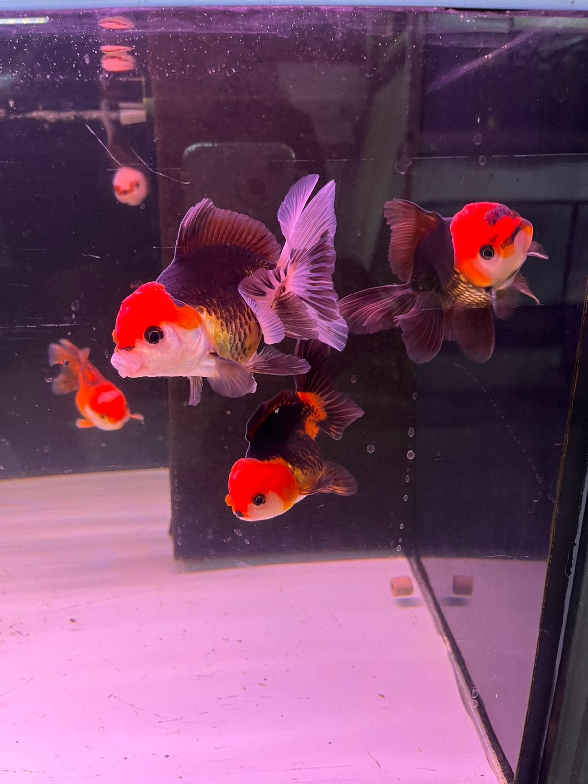 Leeuwenkop tricolor, Dieren en Toebehoren, Vis
