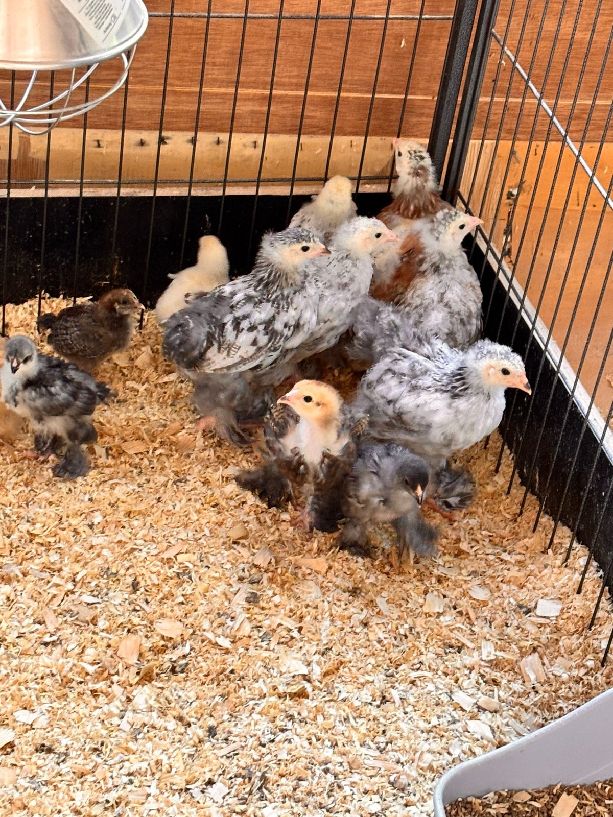 brahma groothoenders kuikens/kippen, Dieren en Toebehoren, Pluimvee, Meerdere dieren, Kip