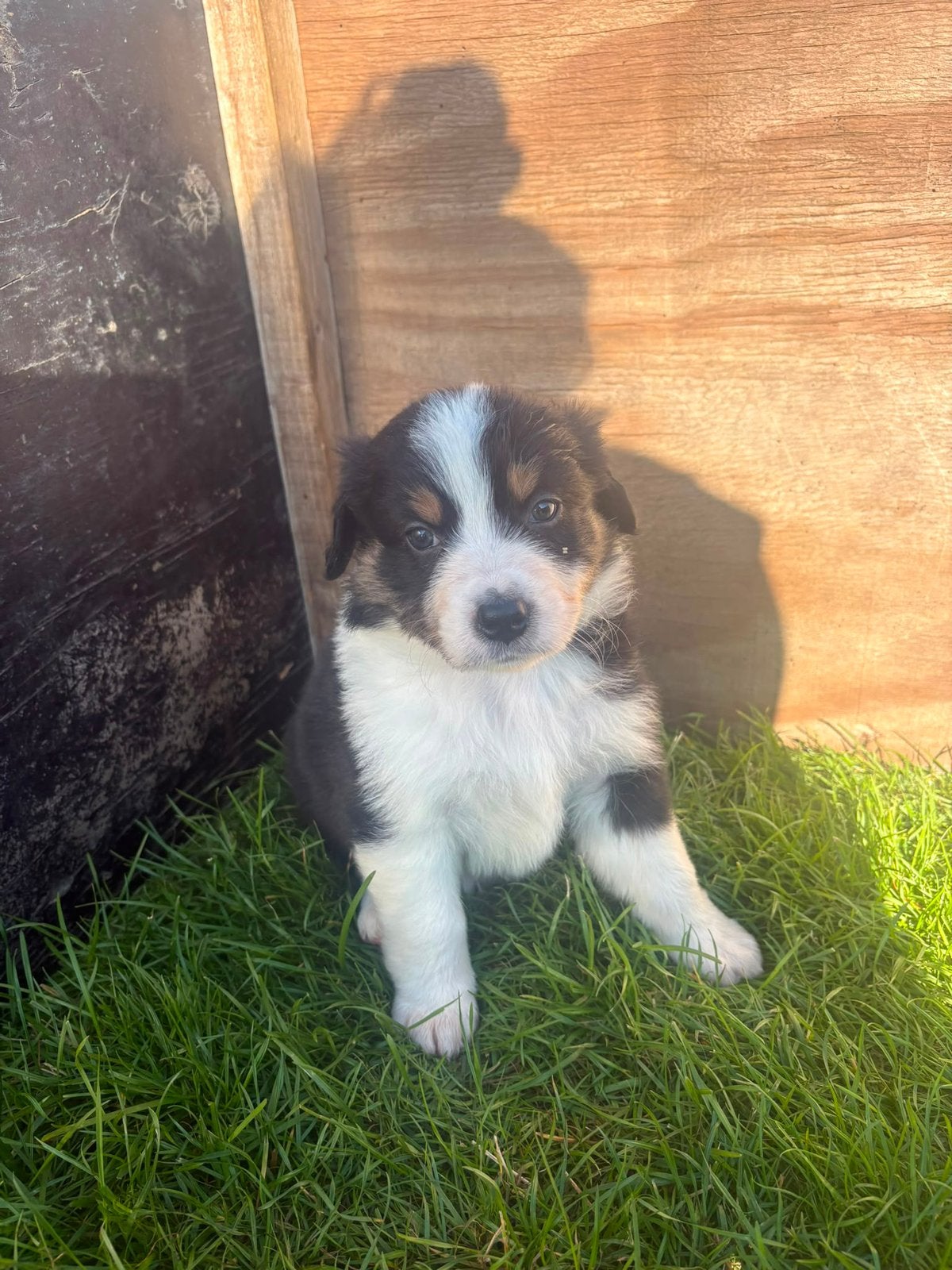 Australian shepherd pups, Dieren en Toebehoren, 8 tot 15 weken, Parvo, Meerdere, Meerdere dieren