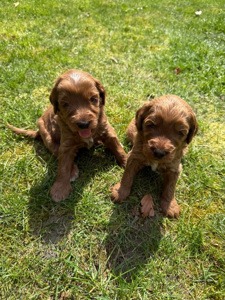 Australian labradoole pups, Parvo, Overige rassen, 8 tot 15 weken, Meerdere