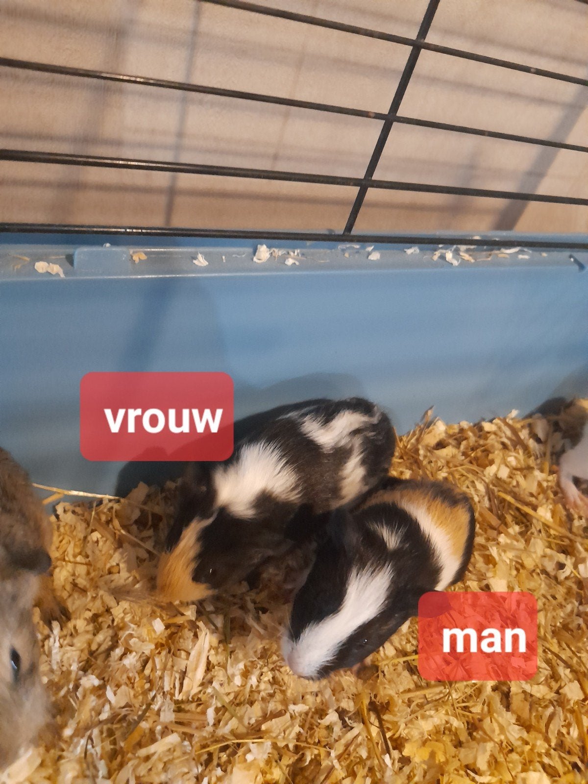 5 cavia's aangeboden, Juni, Cavia