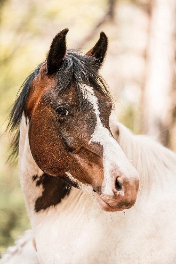 Lieve merrie, NRPS, 147 cm, recreatief paard, B, 7 tot 10 jaar, Recreatiepony, D pony (1.37m tot 1.48m)