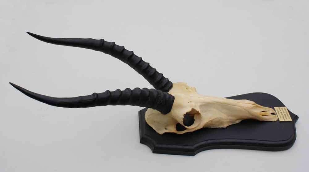 Schedel BLESBOK op houten schild - ref. A (gewei - opgezet), Ophalen of Verzenden, Gebruikt, Hert, Schedel