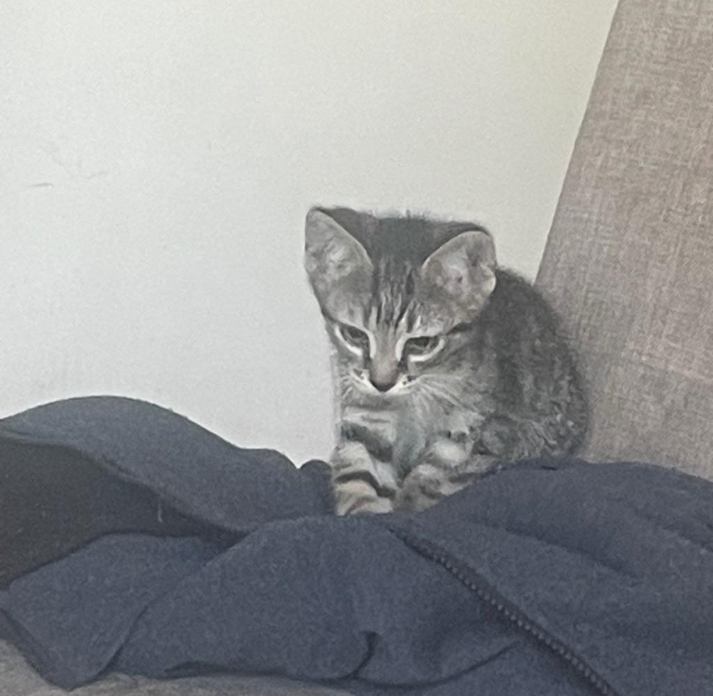 Kittens, Dieren en Toebehoren, Katten en Kittens | Overige Katten, Kater, Kortharig, 0 tot 2 jaar