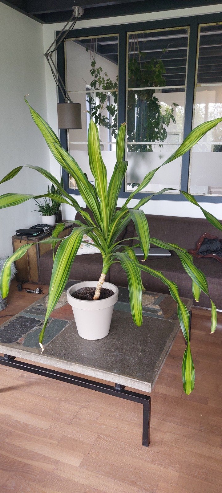 Dracaena flagrante (Drakenbloedboom) 120 cm, Ophalen, 100 tot 150 cm, Overige soorten, Halfschaduw