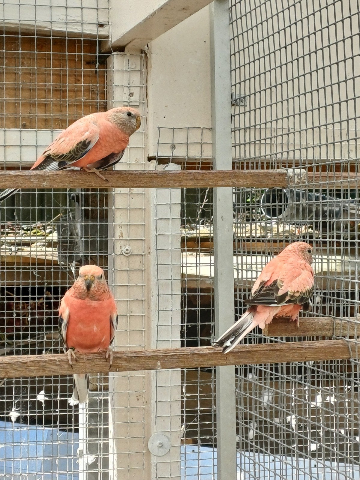 Tekoop bourks bourkes opaline, Dieren en Toebehoren, Meerdere dieren, Parkiet