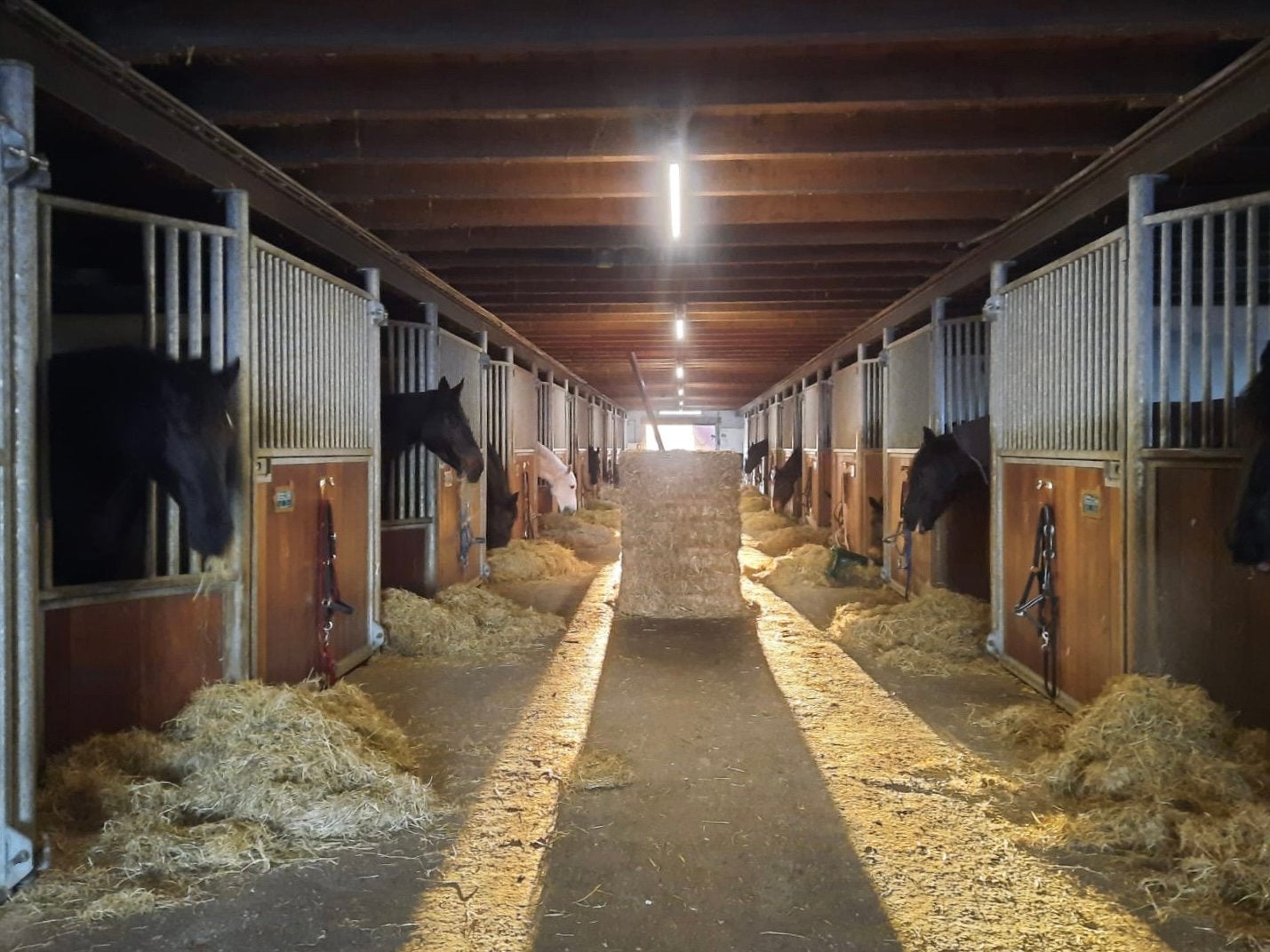 Box vrij op de Kanaalhoeve, Weidegang