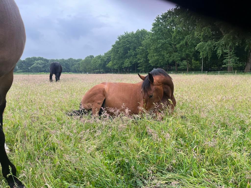 Opfok of pensioenplek voor merrie, Dieren en Toebehoren, Stalling en Weidegang, Weidegang