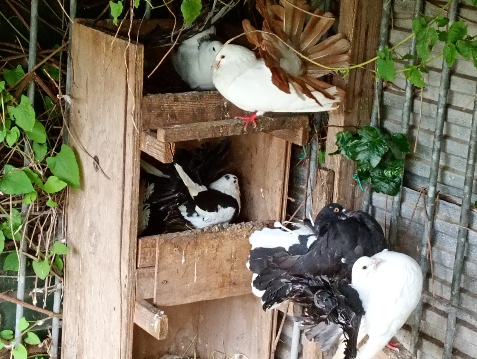 Pauwstaarten, Dieren en Toebehoren, Vogels | Duiven, Overige soorten