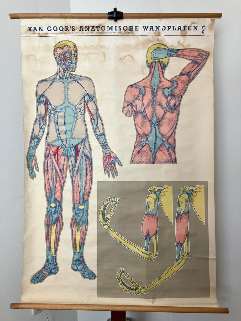 Schoolplaat van Goor anatomie 2 Spierstelsel, Antiek en Kunst, Ophalen of Verzenden, Natuur en Biologie