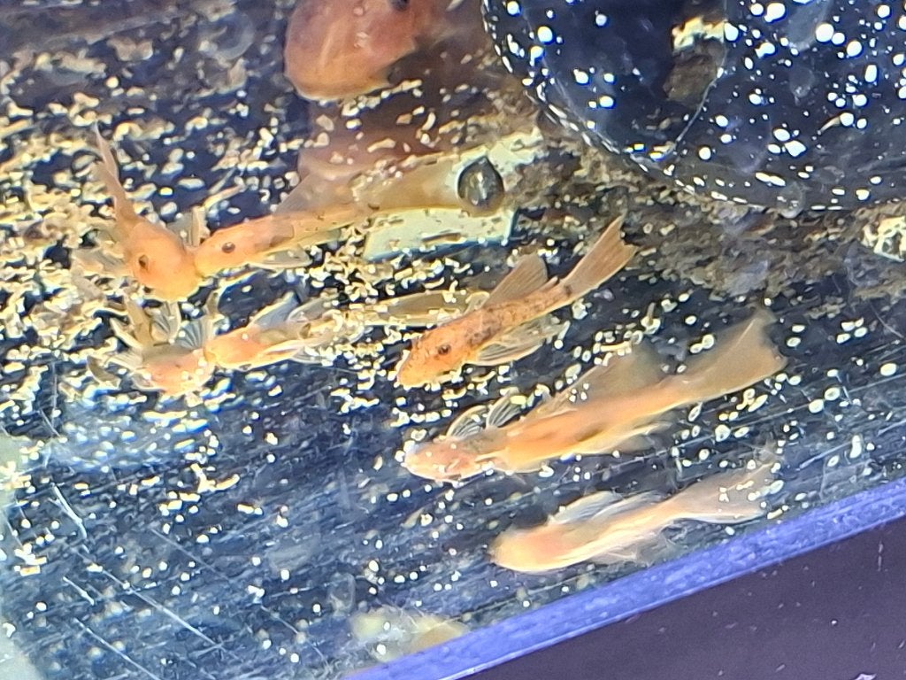 L144 super red longfin, Vis, Zoetwatervis