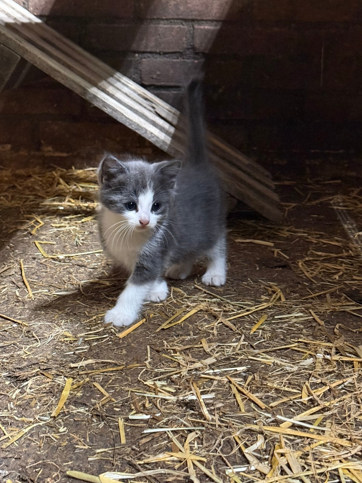 Kittens zoeken nieuw huisje, Dieren en Toebehoren, Katten en Kittens | Overige Katten