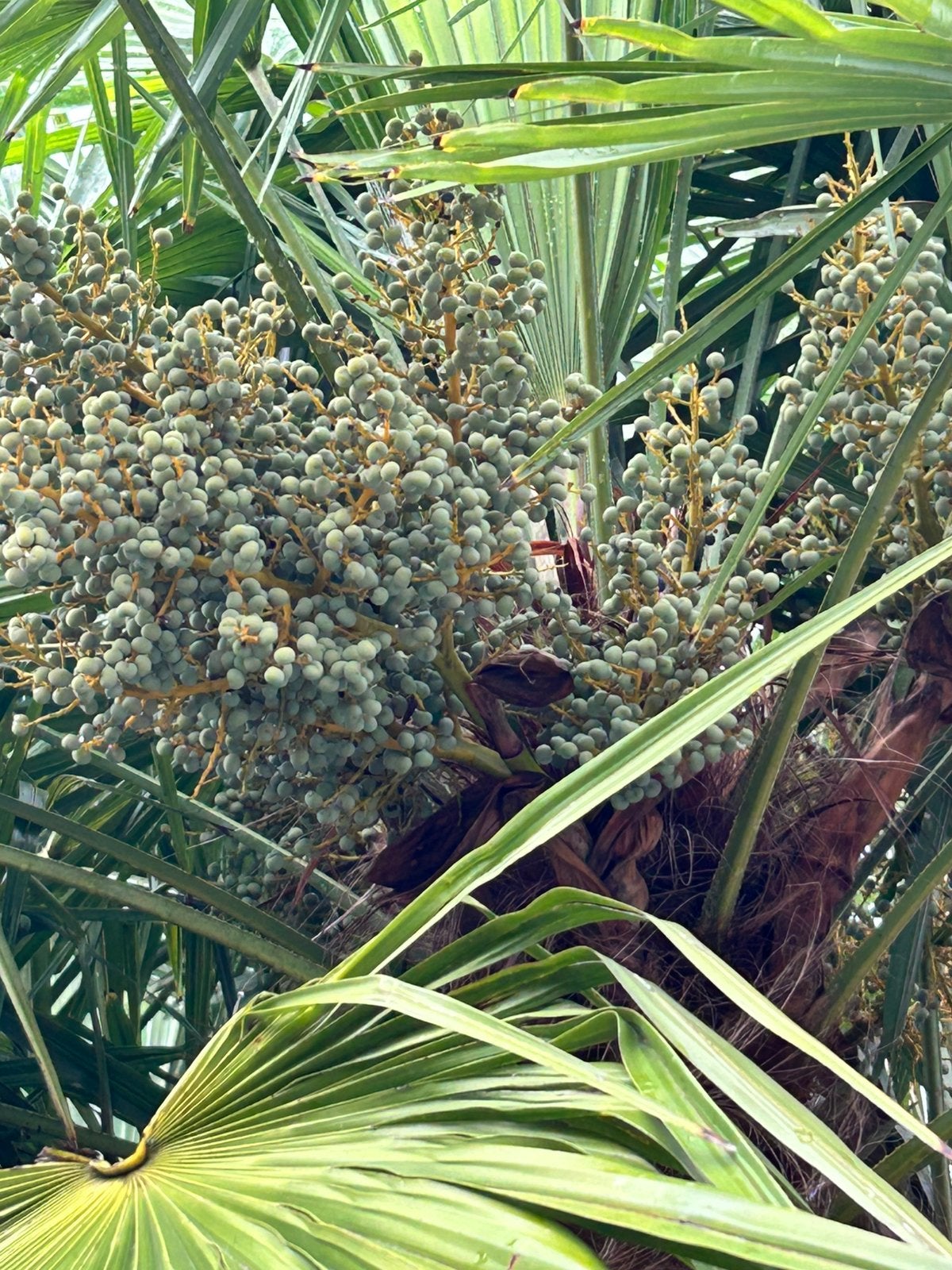 Trachycarpus fotunei palmboom zaad winterhard -18, Volle zon, Ophalen of Verzenden, Minder dan 100 cm, Zomer
