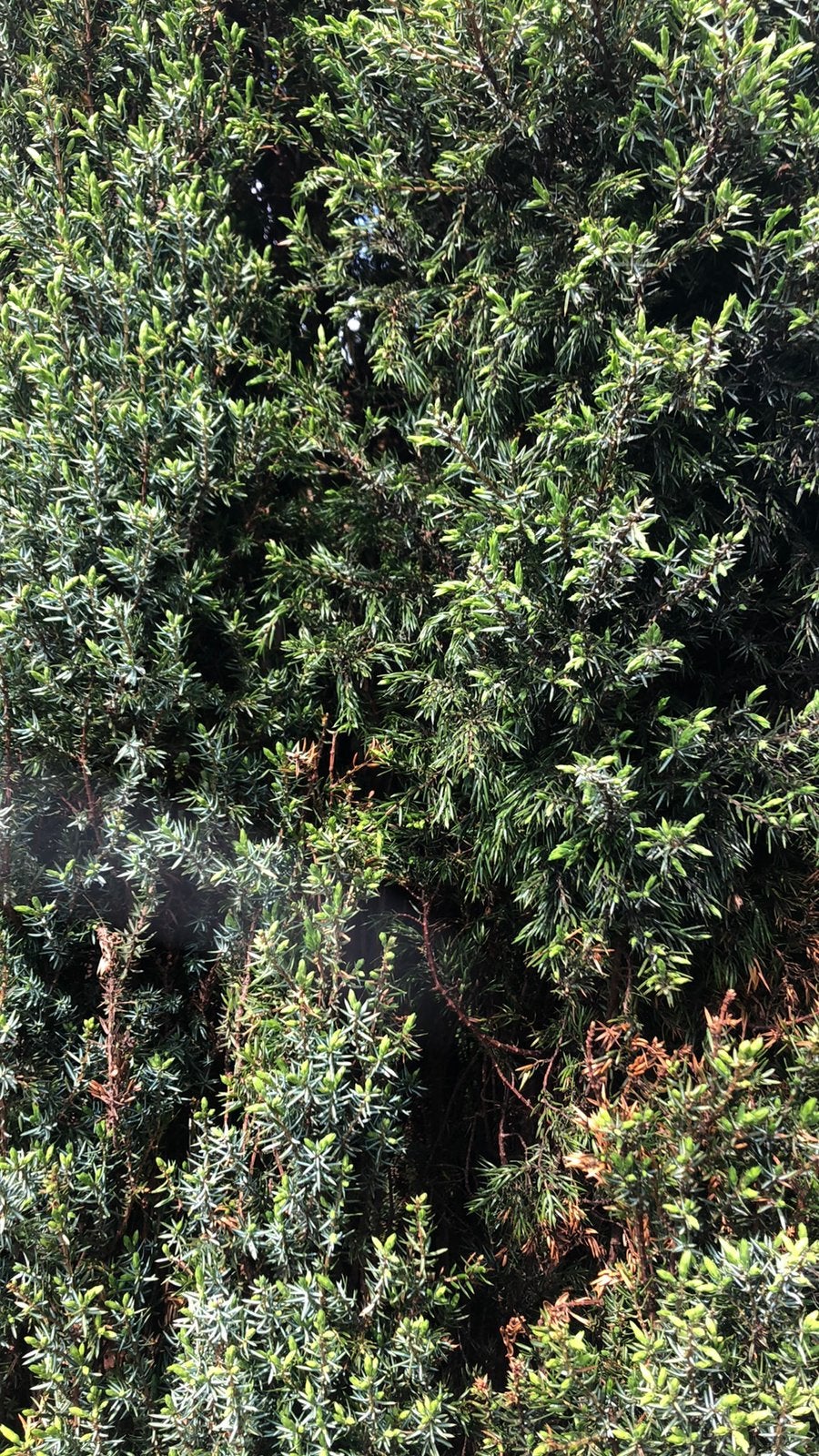 Juniperus Sentinel - Jenever Conifeer 3,5 m, Ophalen, Conifeer, 100 tot 250 cm