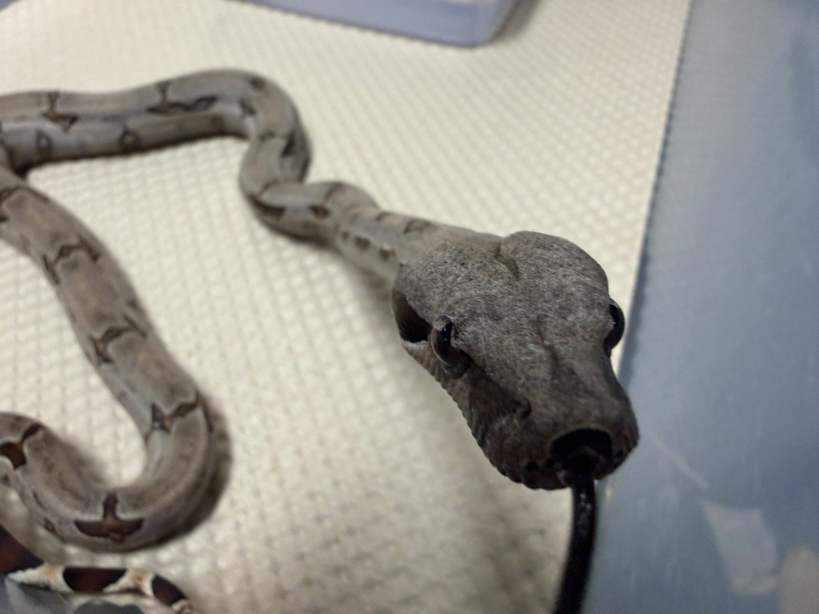 Boa constrictor amarali kortstaart boa 1.1 Boa Constrictor - female for sale from De Jong