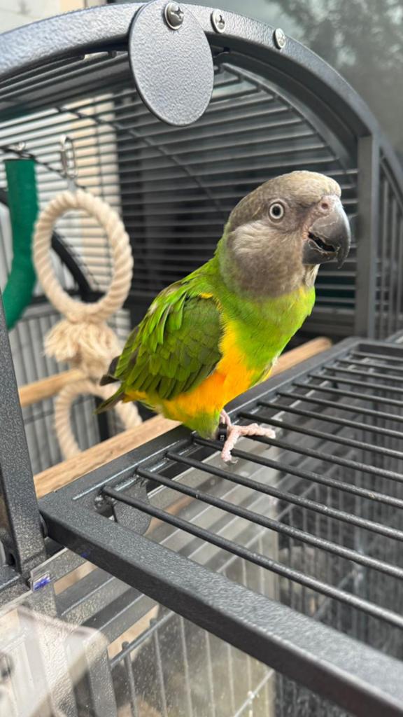 Senegalpapegaai incl kooi/speeltjes, Dieren en Toebehoren, Vogels | Parkieten en Papegaaien, Mannelijk, Parkiet, Tam